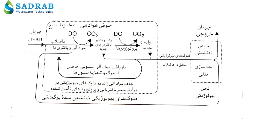 پروتوزوئرها در تصفیه فاضلاب - لجن فعال